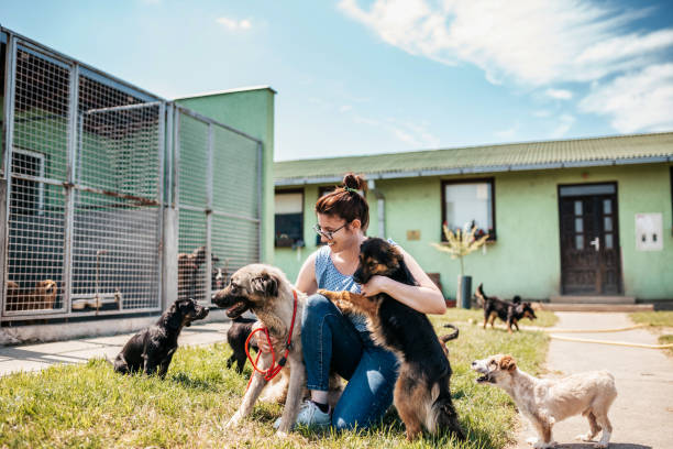 Cat adoption Sydney 