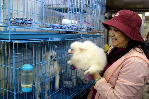 pet boarding chatswood